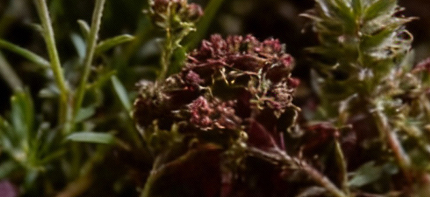 画板 1 拷贝 2.jpg