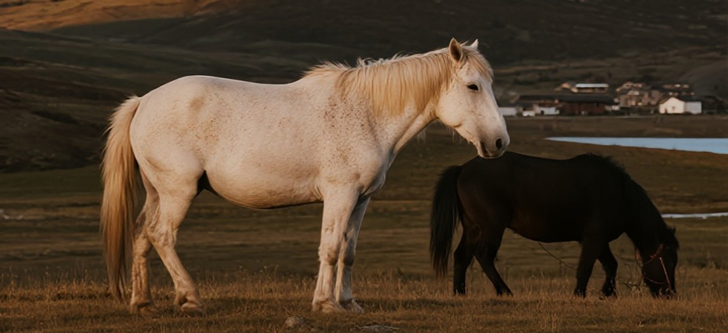 画板 1 拷贝 7.jpg